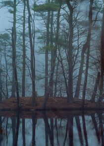 Wooded Island in Mist von David Halperin