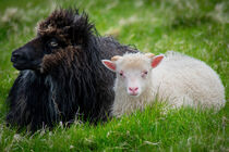 Schwarzes Schaf und weißes Lamm by Knut Klante