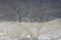 Kahler Baum spiegelt im Pfützenbild von mindfullycreatedvibrations