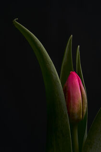 rote Tulpe - schüchtern