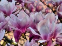 Magnolienblüten von Edgar Schermaul