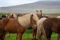 blondes, isländisches Pferd