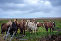 Islandpferde auf einer Pferdekoppel by Knut Klante