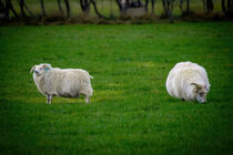 Isländische Schafe auf der Wiese