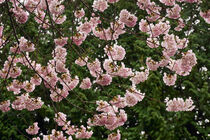 Pink cherry blossoms in spring von John Mitchell