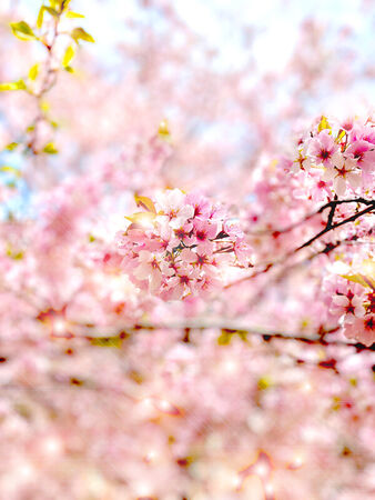 Bright-spring