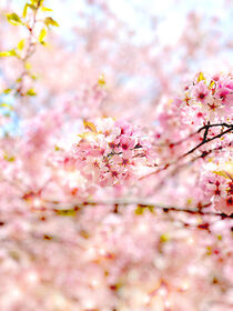 Bright spring 3 by Myungja Anna Koh