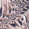 Mauve-pink-and-ivory-fractal-forty-six