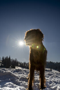 Hund im Schnee by Stephan Zaun