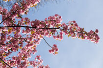 Kirschblütenbaum von Michael Winkler