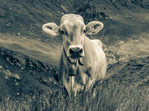 Schwarzweißfoto Rind auf der Weide in der Schweiz by dieterich-fotografie