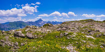 Arnika montana, Koblat-Höhenweg am Nebelhorn, dahinter der Hochvogel von Walter G. Allgöwer