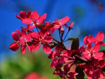 rose Blüten vor blauem Himmel von Edgar Schermaul