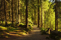'Bavarian Forest - Bayerischer Wald' von Susanne Fritzsche