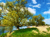 Wiese mit alter Weide am Flussufer der Havel im Havelland. Gemalt. von havelmomente