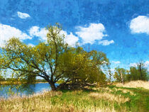 Alte Weide am Ufer der Havel Havelland gemalt. von havelmomente