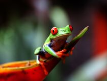 The Frog by Ralf Koplin