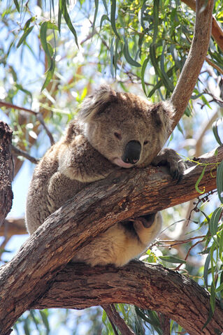 20150112-012-d-koala