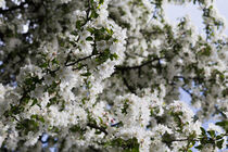 Weißer Kirschblütenbaum von Michael Winkler