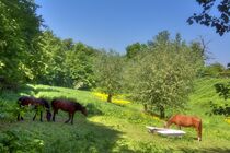 Frühling auf der Pferdekoppel von Edgar Schermaul