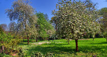 Obstbaumblütenpanorama by Edgar Schermaul