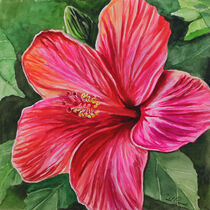 "Pink Hibiscus" by Isabel Conradi