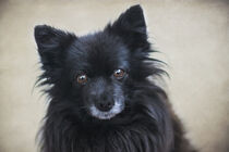 Porträt eines kleinen schwarzen Hundes von Heidi Bollich