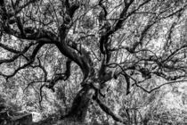 Old Olive Tree 2 by Romy Pfeifer