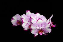 Orchidee (Close Up) von Michael Mayr