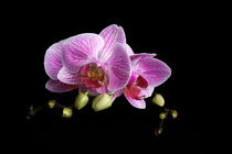 Orchidee (Close Up) II by Michael Mayr