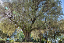 Olivenbaum von Romy Pfeifer