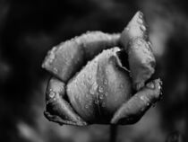 Raindrops on Tulip2 von Romy Pfeifer