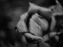 Raindrops on Tulip von Romy Pfeifer
