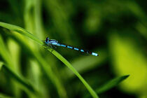 Blaue Libelle auf Moorgras by Knut Klante