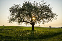 Obstbaum zum Sonnenuntergang in der Rhön von Holger Spieker