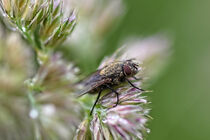 Fliege auf Pflanze by Eric Fischer