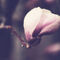 Naturfoto-fruehling-blume-magnolie