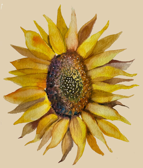 Sunflower-single-noeffect