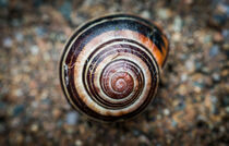 Brown snail by ronxy