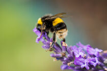 Bumblebee Rising by ronxy