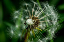 Dandelion perfection by ronxy