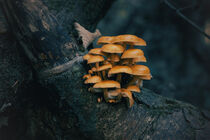 Yellow mushroom at a tree by ronxy