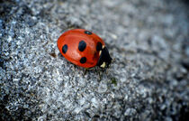 Ladybird on the run by ronxy