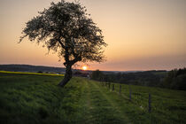 Sonnenuntergang mit altem Obstbaum in der Rhön von Holger Spieker