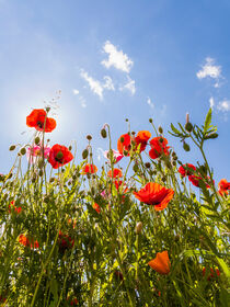 Klatschmohn auf einer Blumenwiese im Frühling by dieterich-fotografie