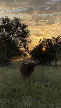 Sonnenaufgang mit Kuh von germartgallery