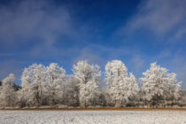 Winterlandschaft bei Stockach mit Bäumen, Raureif und blauem Himmel - Baden-Württemberg by Christine Horn