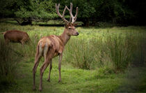 Deer oh deer  by ronxy