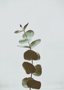 Green Delight Eucalyptus by Silke Jakobi