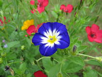 Blaue Prunkwinde in einer Blumenwiese von Heike Rau